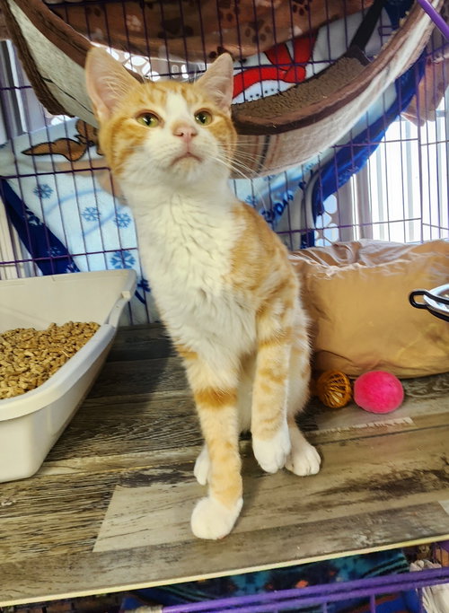 Cheese, Domestic Short Hair (short coat), cat for adoption in Crossville, Tennessee