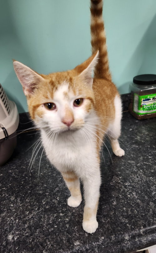 Mac, Young Domestic Short Hair (short coat), cat for adoption in Crossville, Tennessee