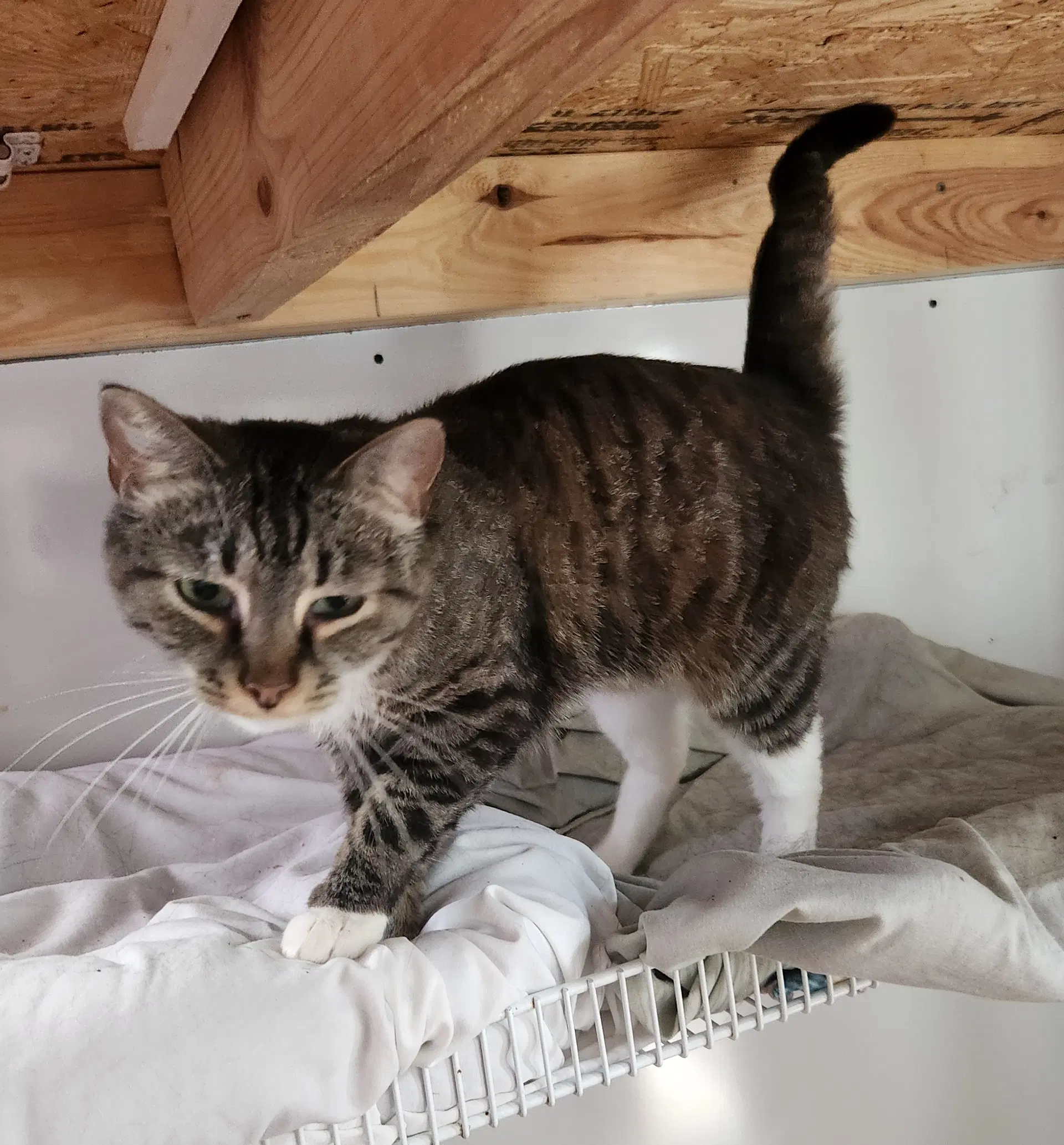 Hazel Ray - Domestic Short Hair