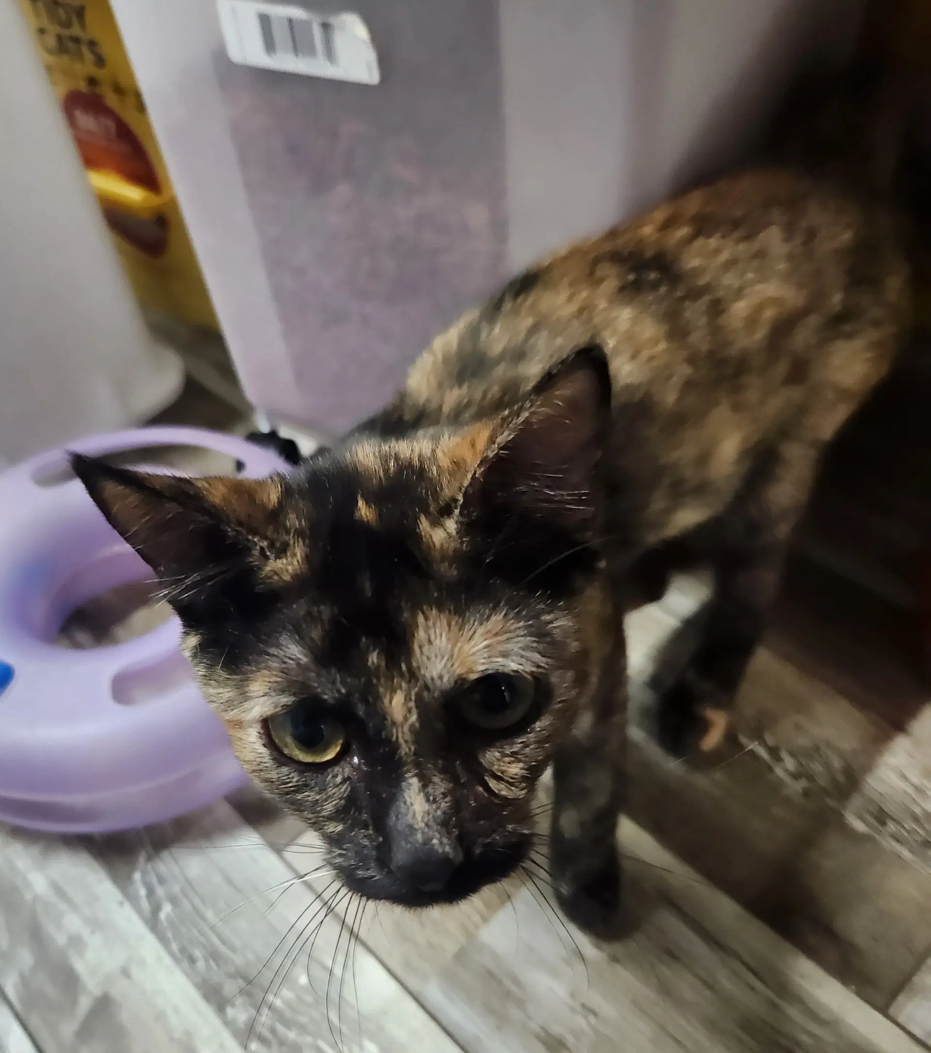 Annie - Domestic Short Hair