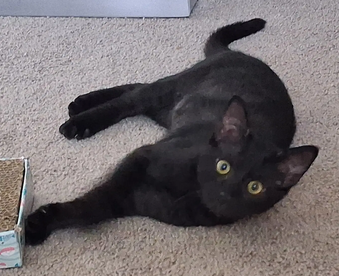 Debbie - Domestic Short Hair