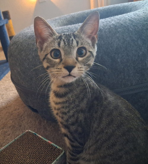 Duke