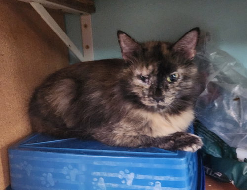Bella, an adoptable Domestic Long Hair in Crossville, TN