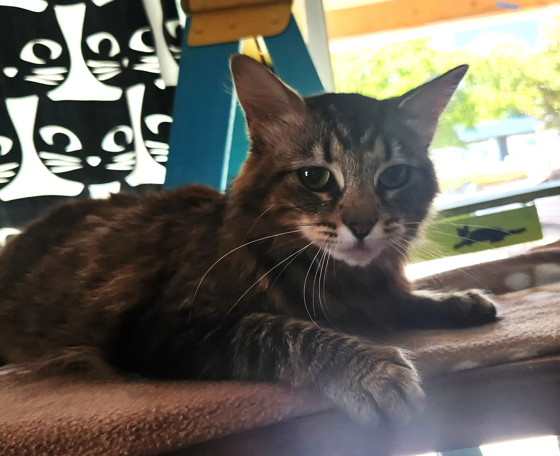 Penny - Domestic Medium Hair