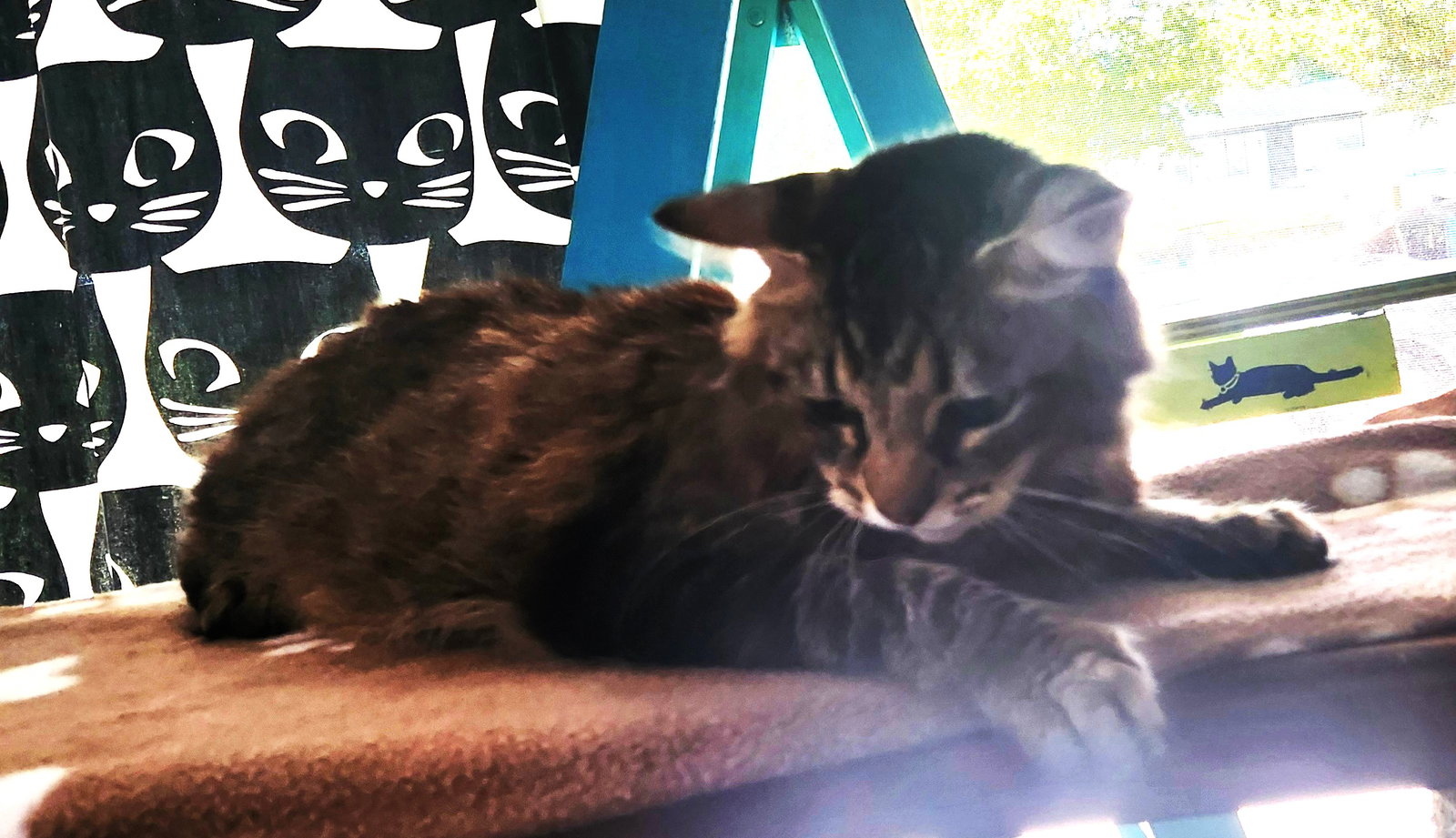 Penny, photo 4