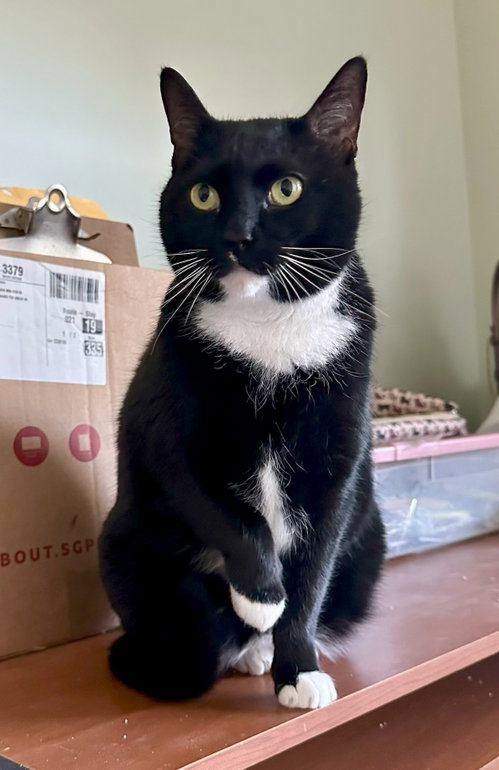 Mittens, an adoptable Domestic Short Hair in Crossville, TN