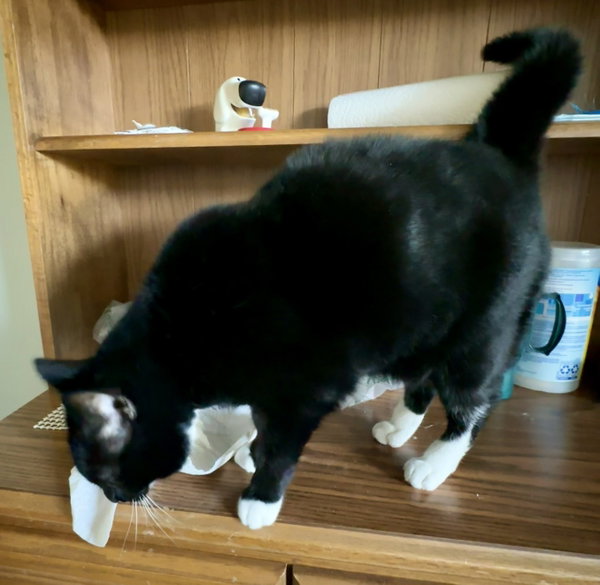Mittens