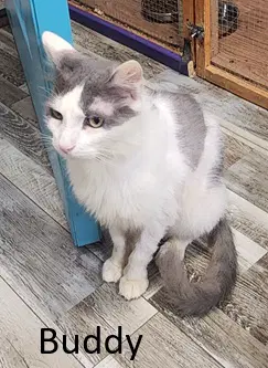 Buddy - Domestic Short Hair