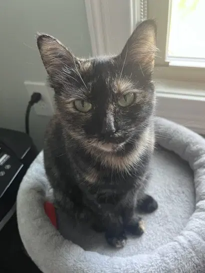 Coco Foster - Domestic Short Hair