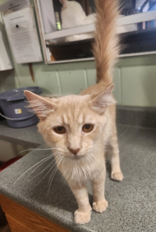 Clover, a cat for adoption from Wild About Cats of Cumberland County