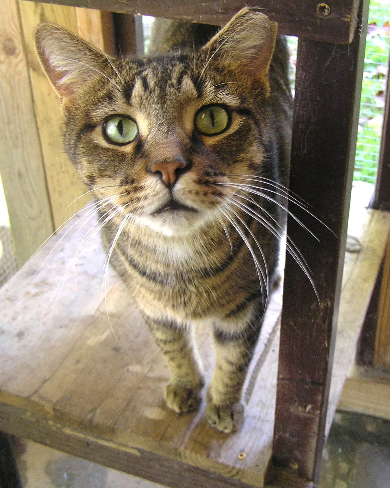 Snead - Domestic Short Hair