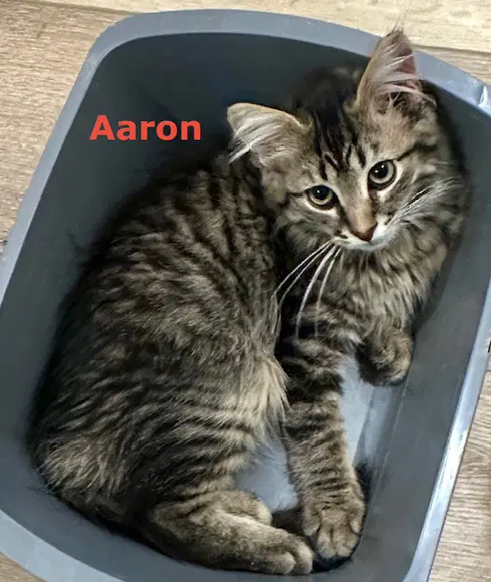 Aaron image 2