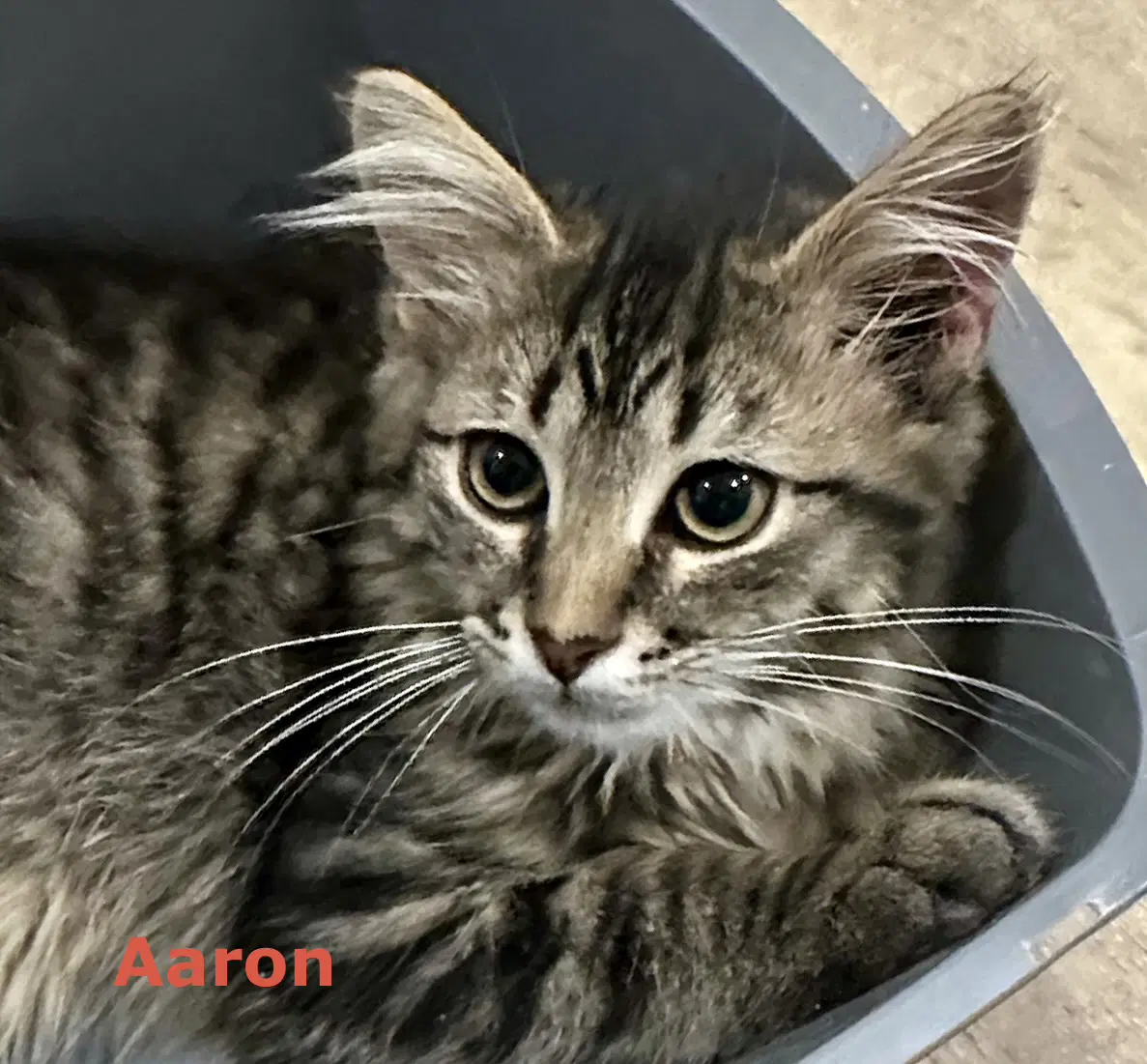 Aaron image 3