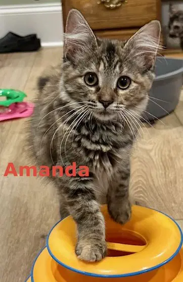 Amanda - Domestic Long Hair