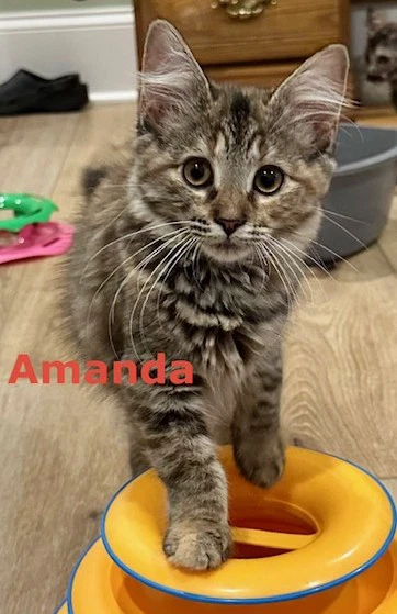 Amanda