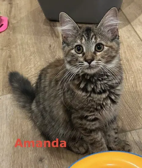 Amanda image 2