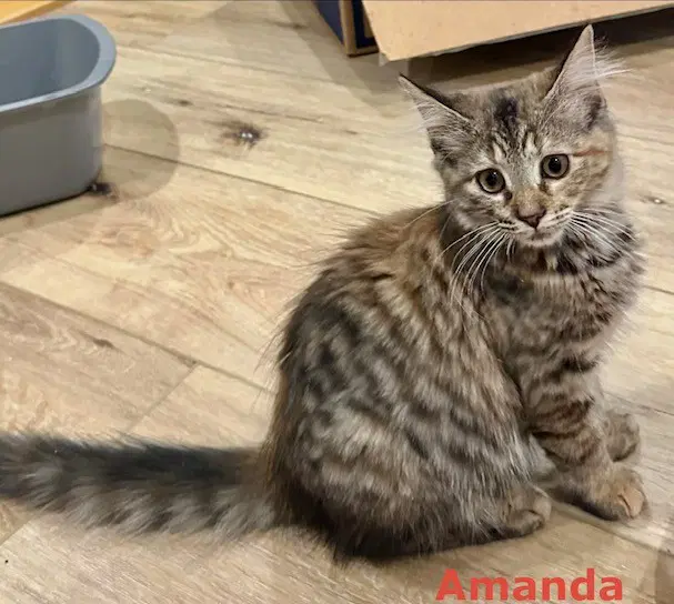 Amanda image 3