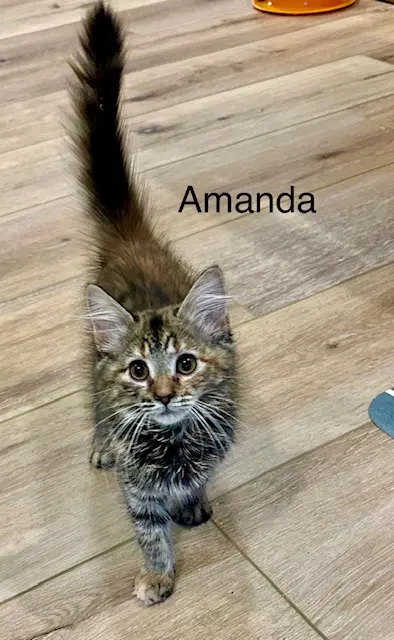 Amanda image 4