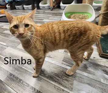 Simba - Domestic Short Hair