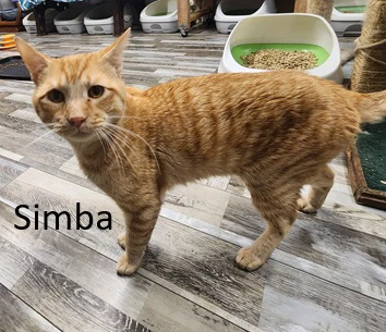 Simba