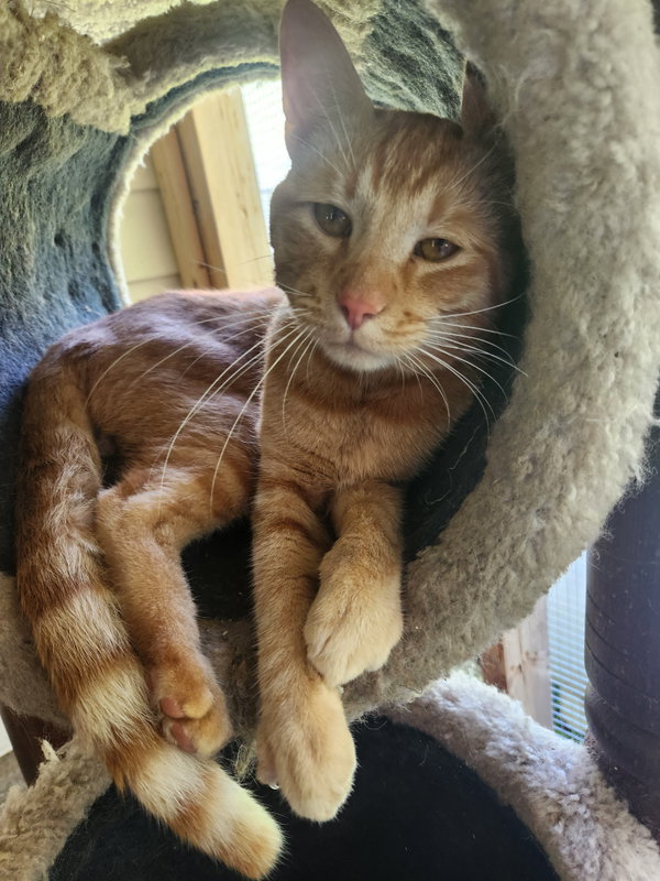 Simba