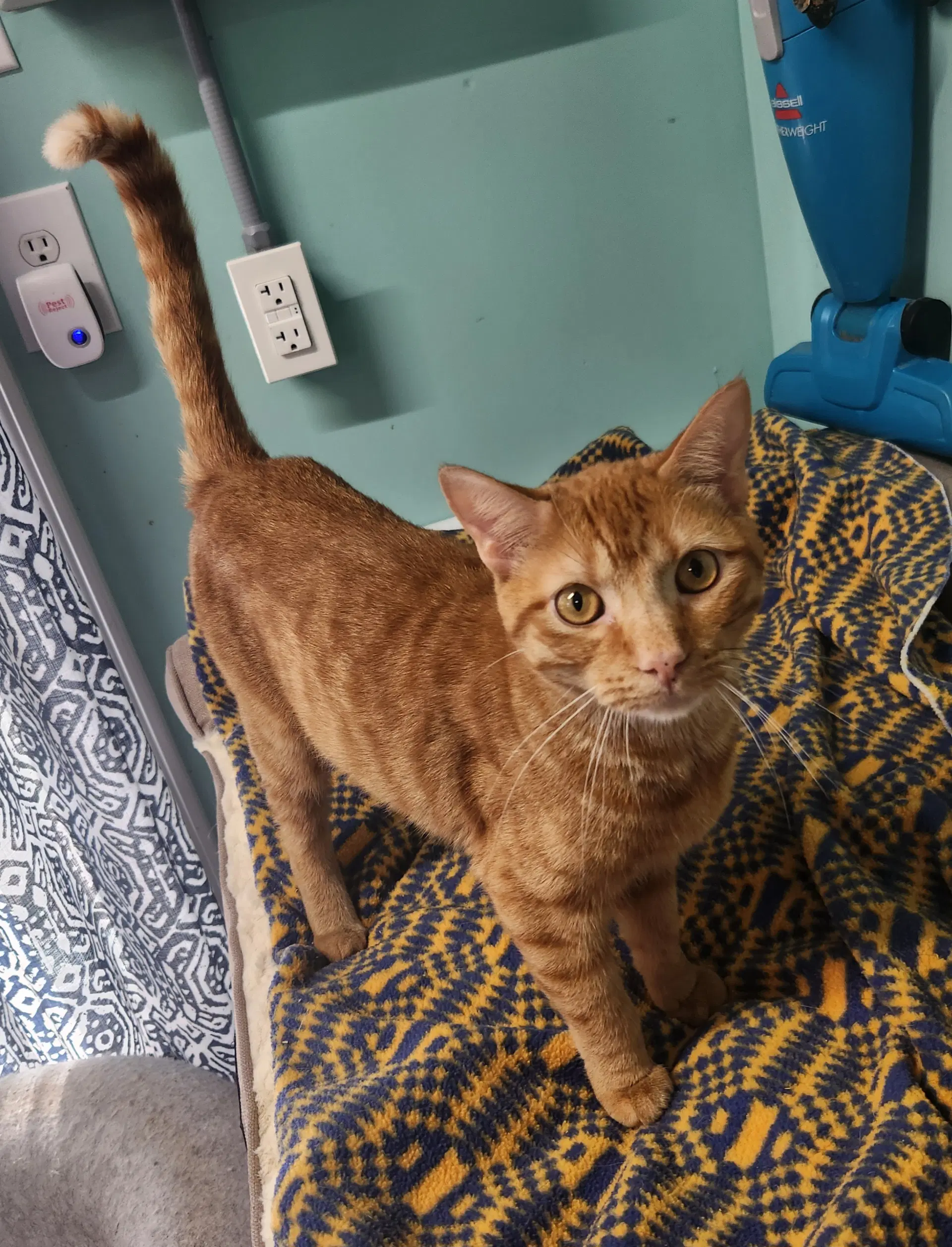 Babe - Domestic Short Hair