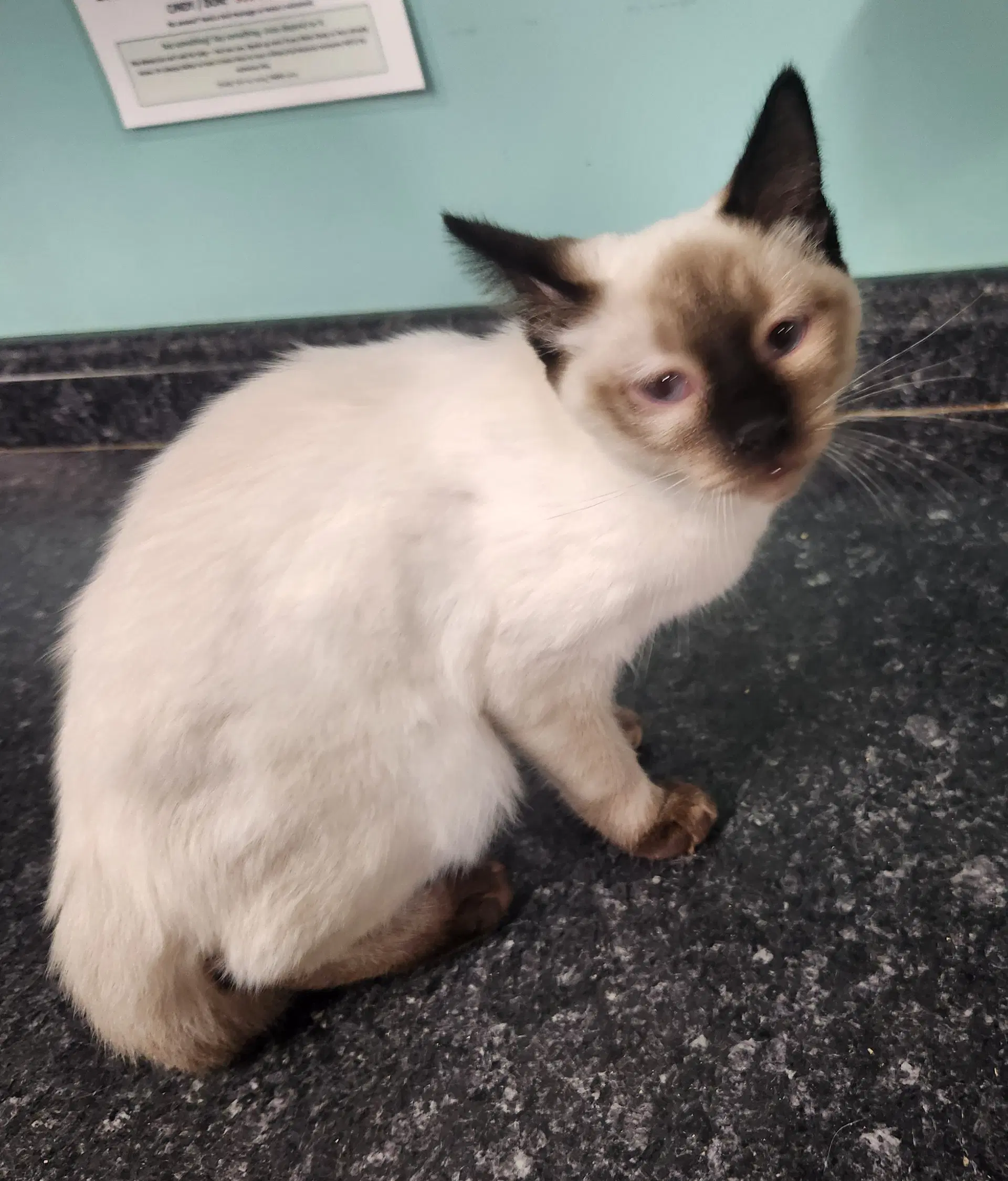 Benny - Siamese