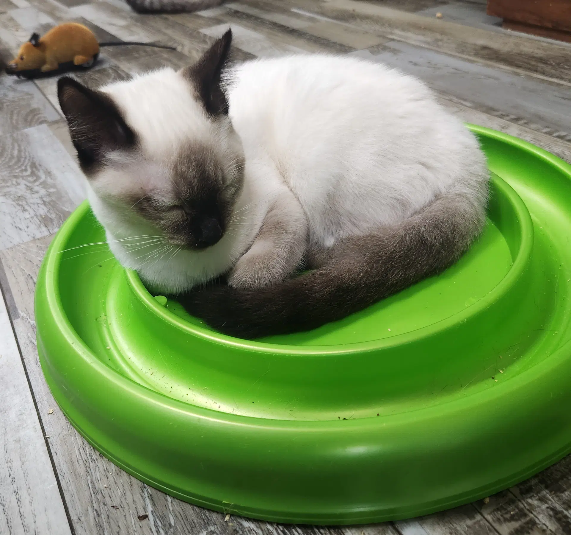 Benny image 2