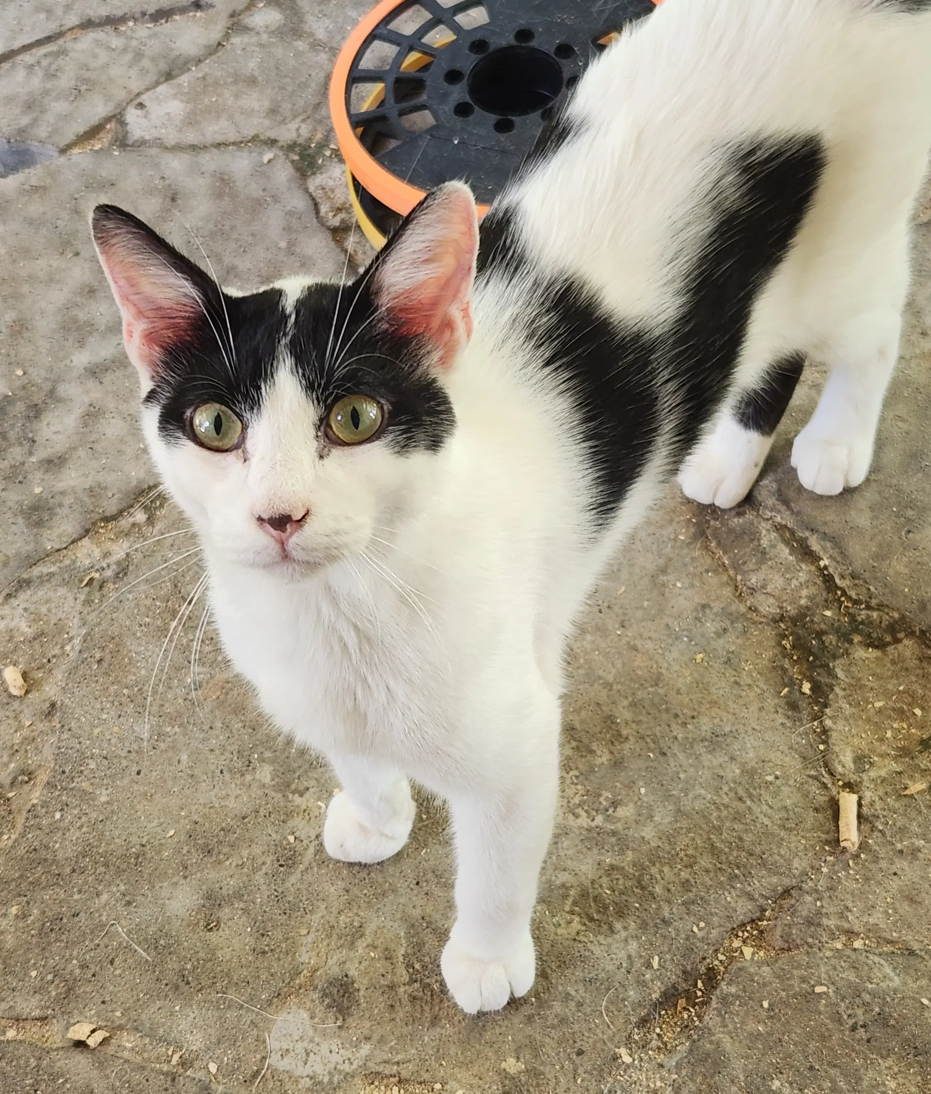 Cowboy - Domestic Short Hair