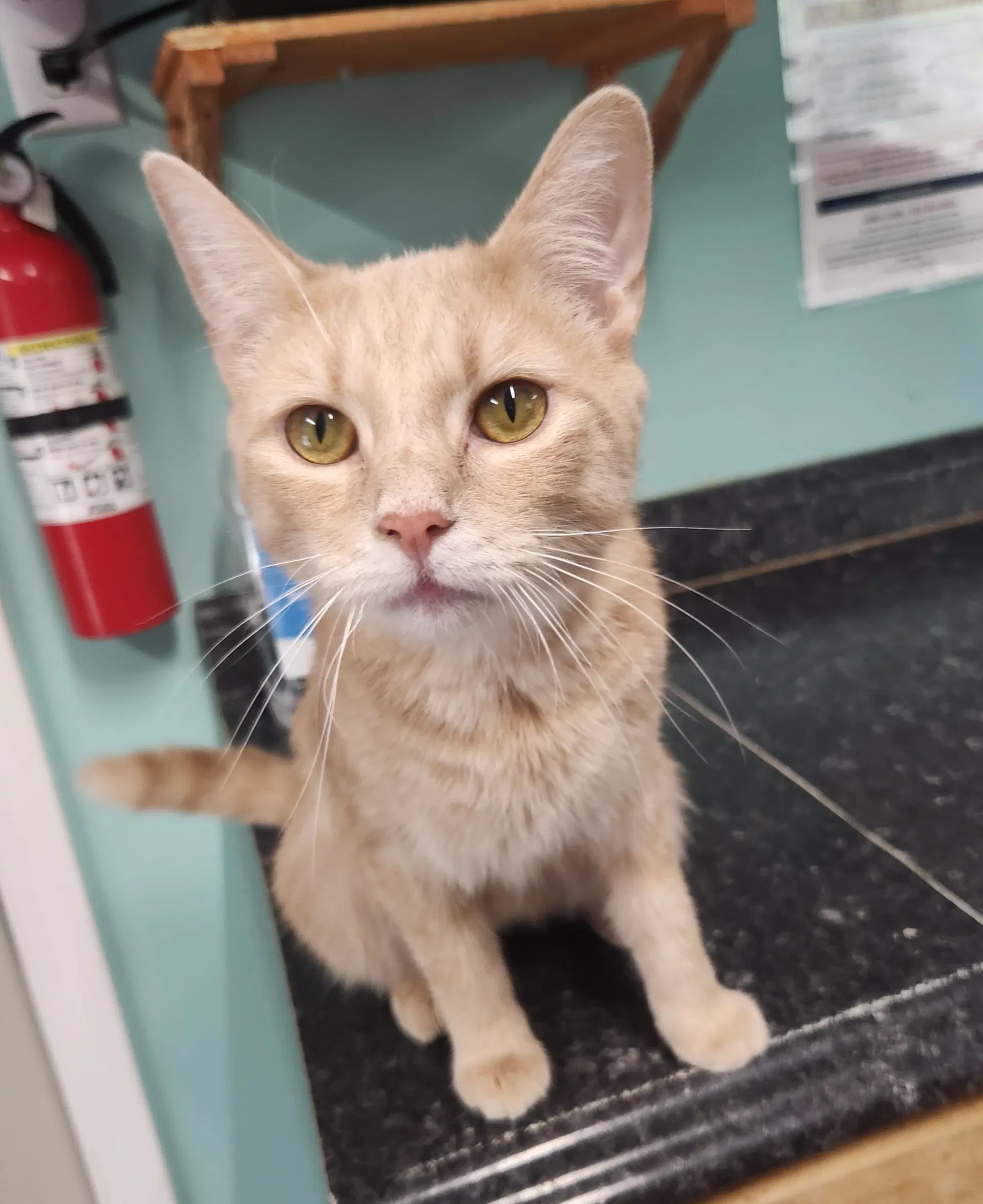 Frost - Domestic Short Hair