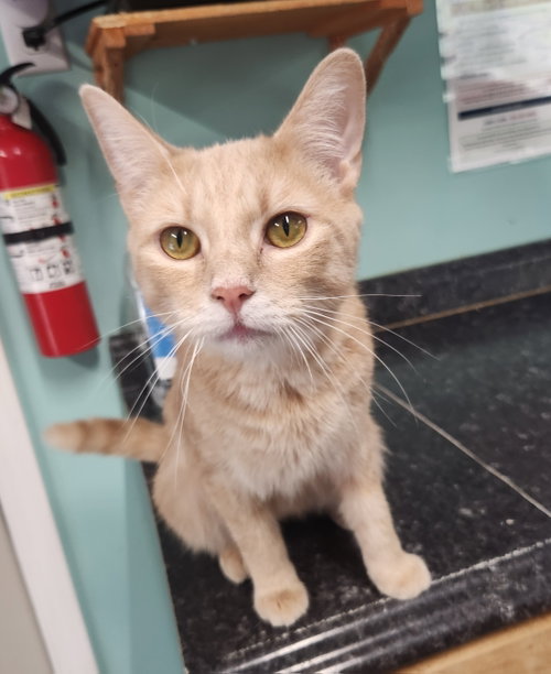 Frost, a cat for adoption from Wild About Cats of Cumberland County