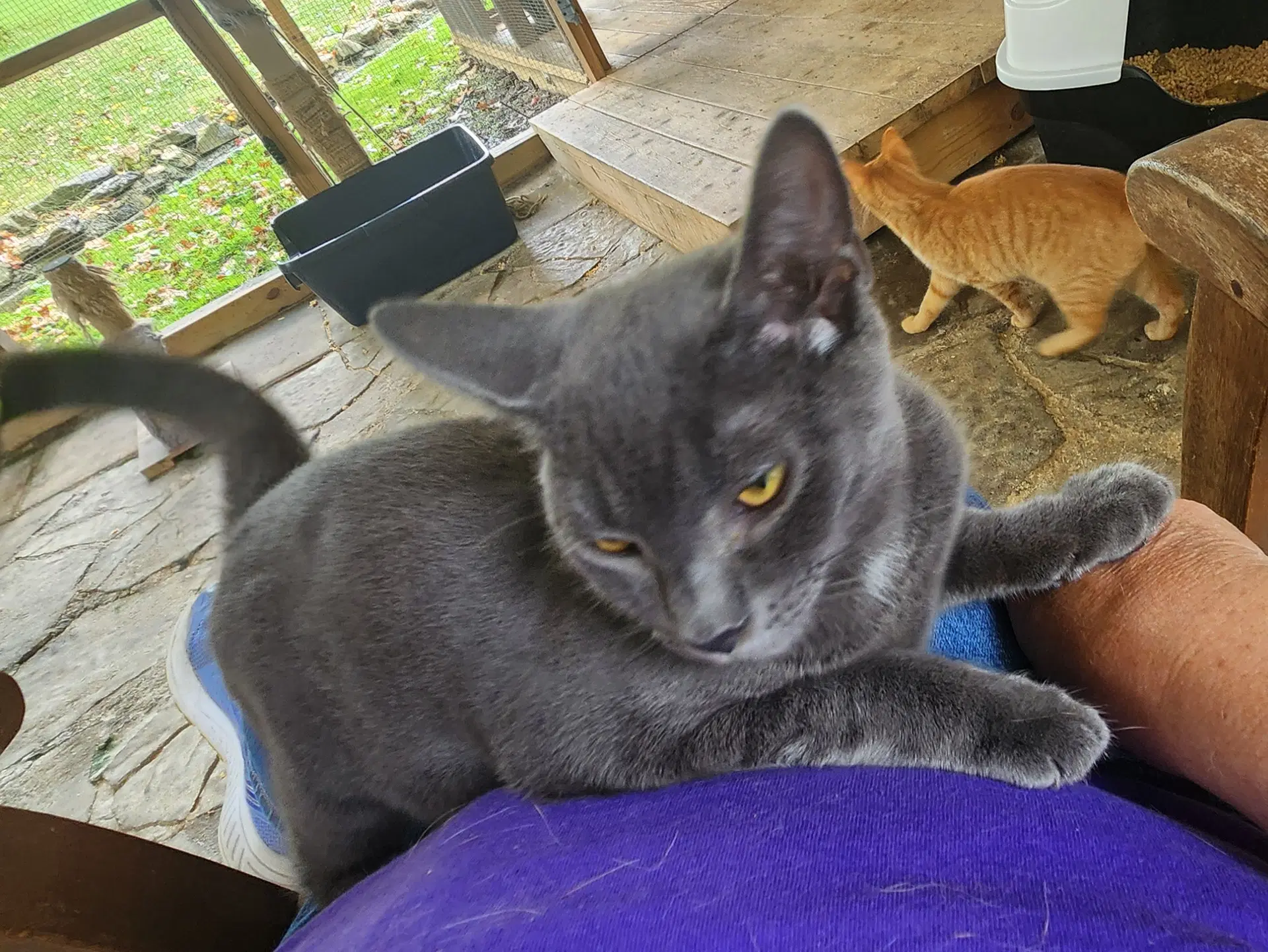 Zar - Russian Blue