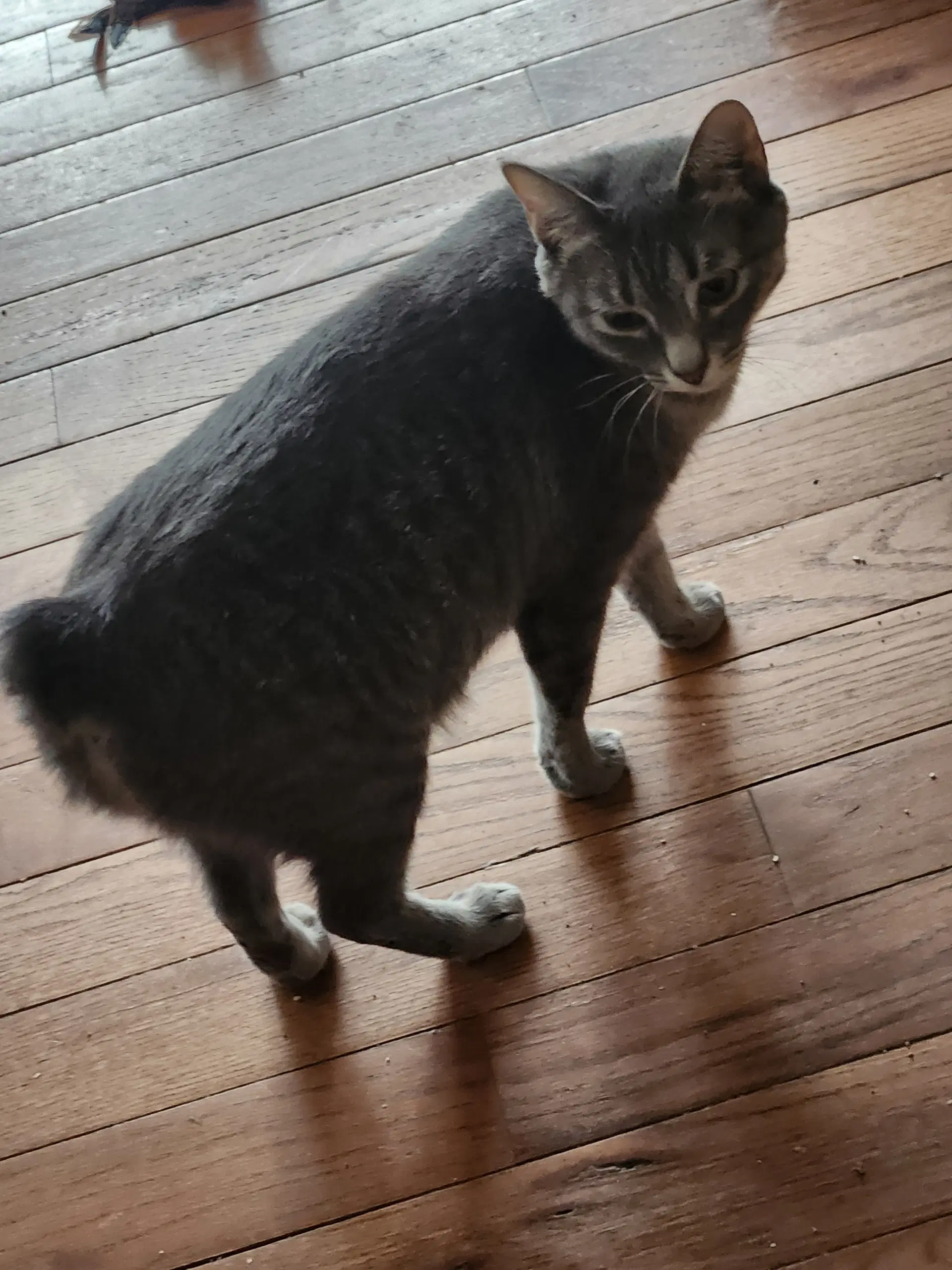 Miss Bob Tail - Domestic Short Hair