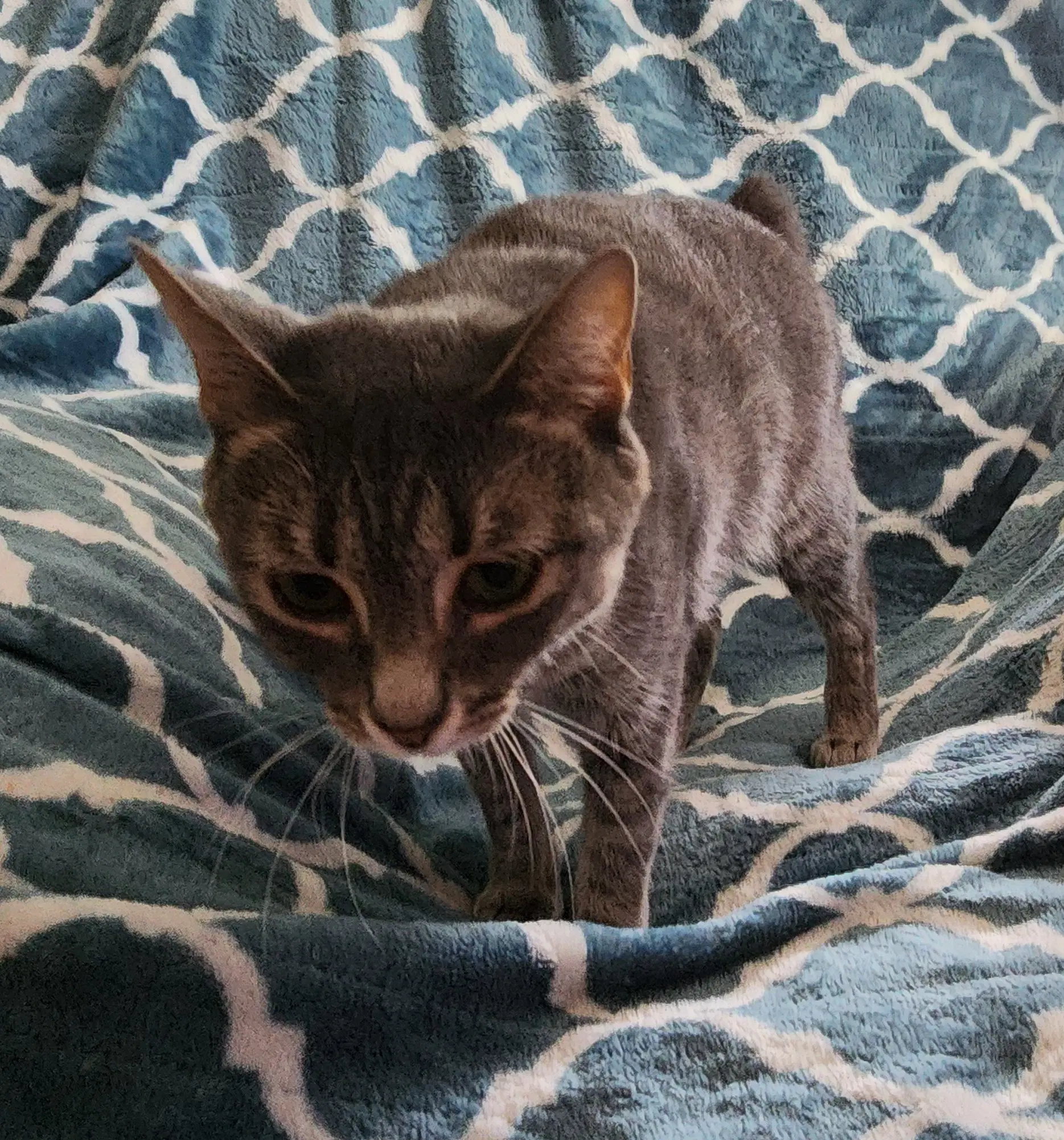 Miss Bob Tail image 2