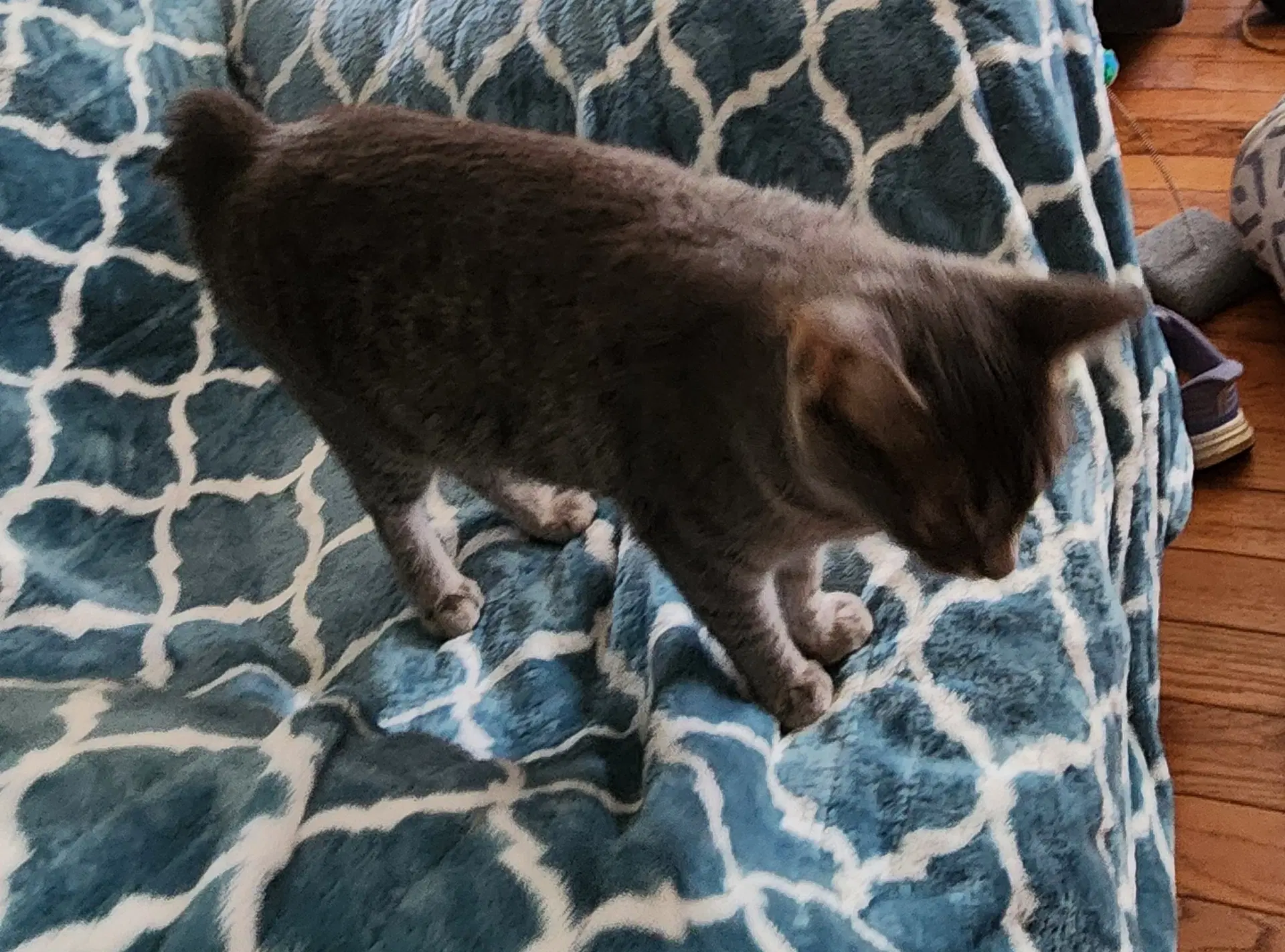 Miss Bob Tail image 3