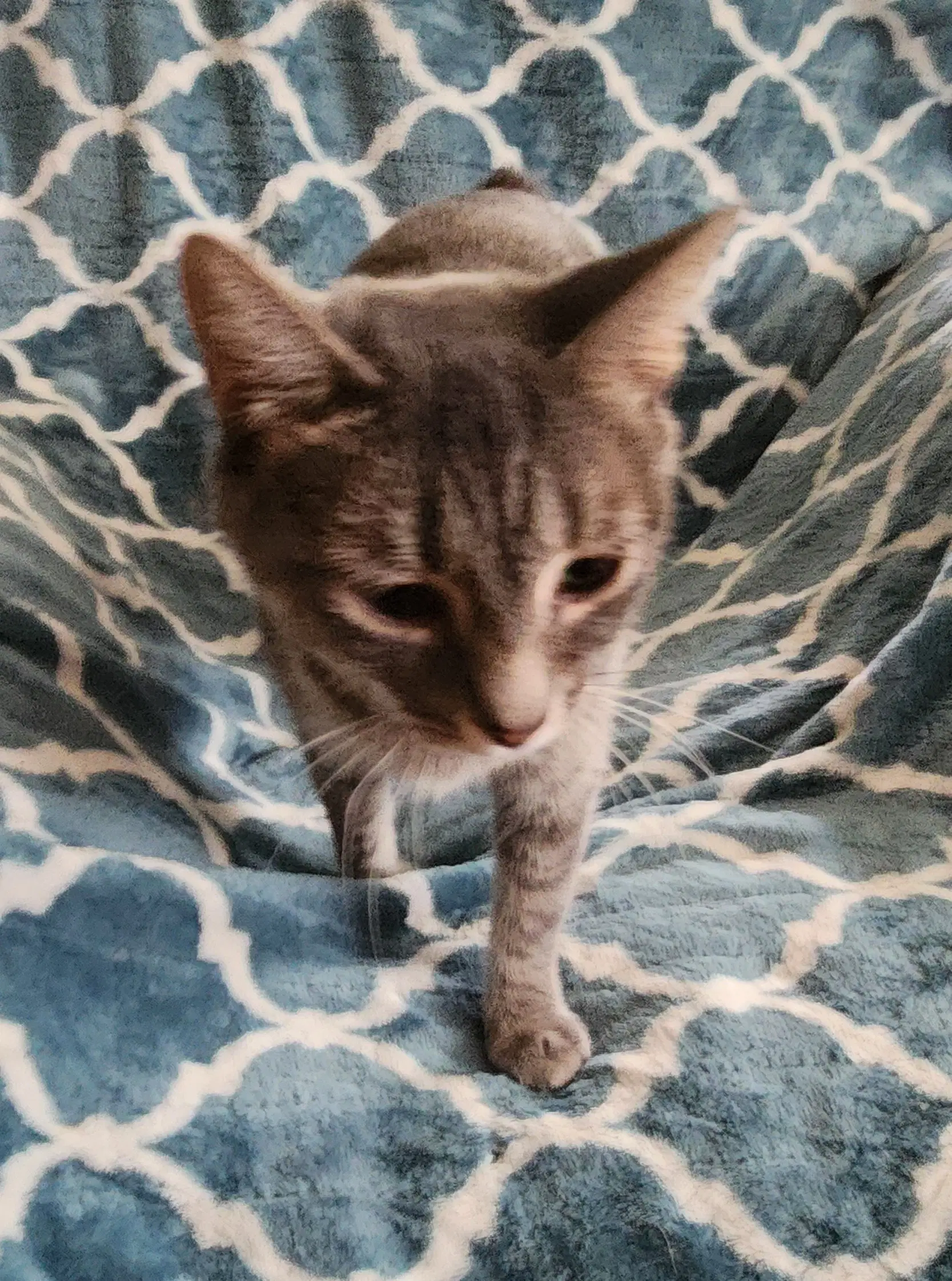 Miss Bob Tail image 4