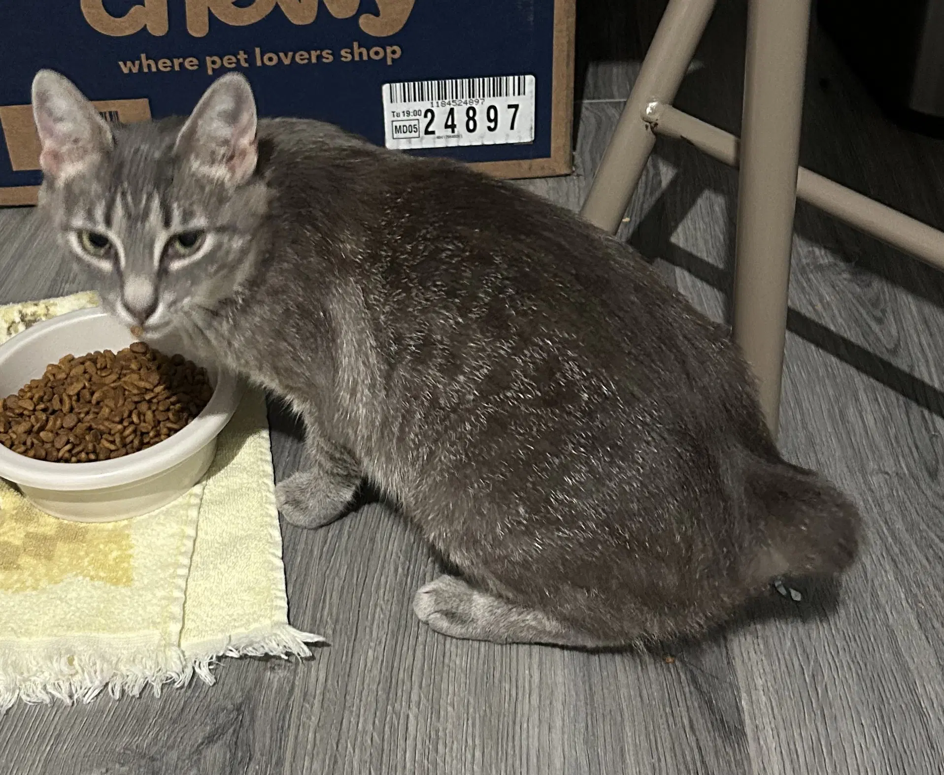 Miss Bob Tail - Domestic Short Hair