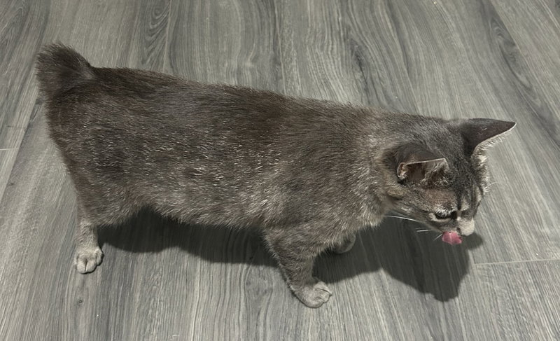 Miss Bob Tail, photo 4