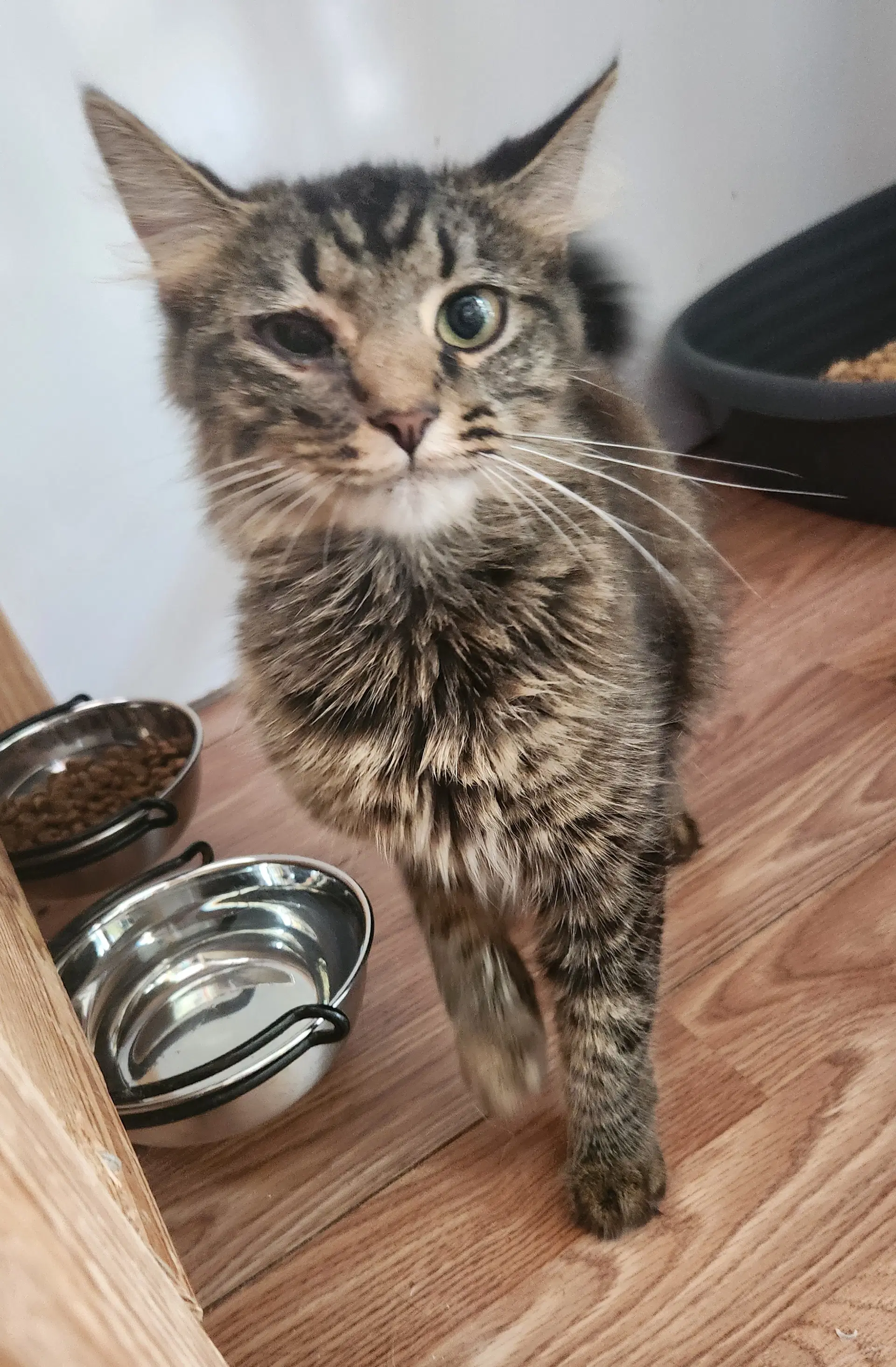 Scarlet - Domestic Medium Hair