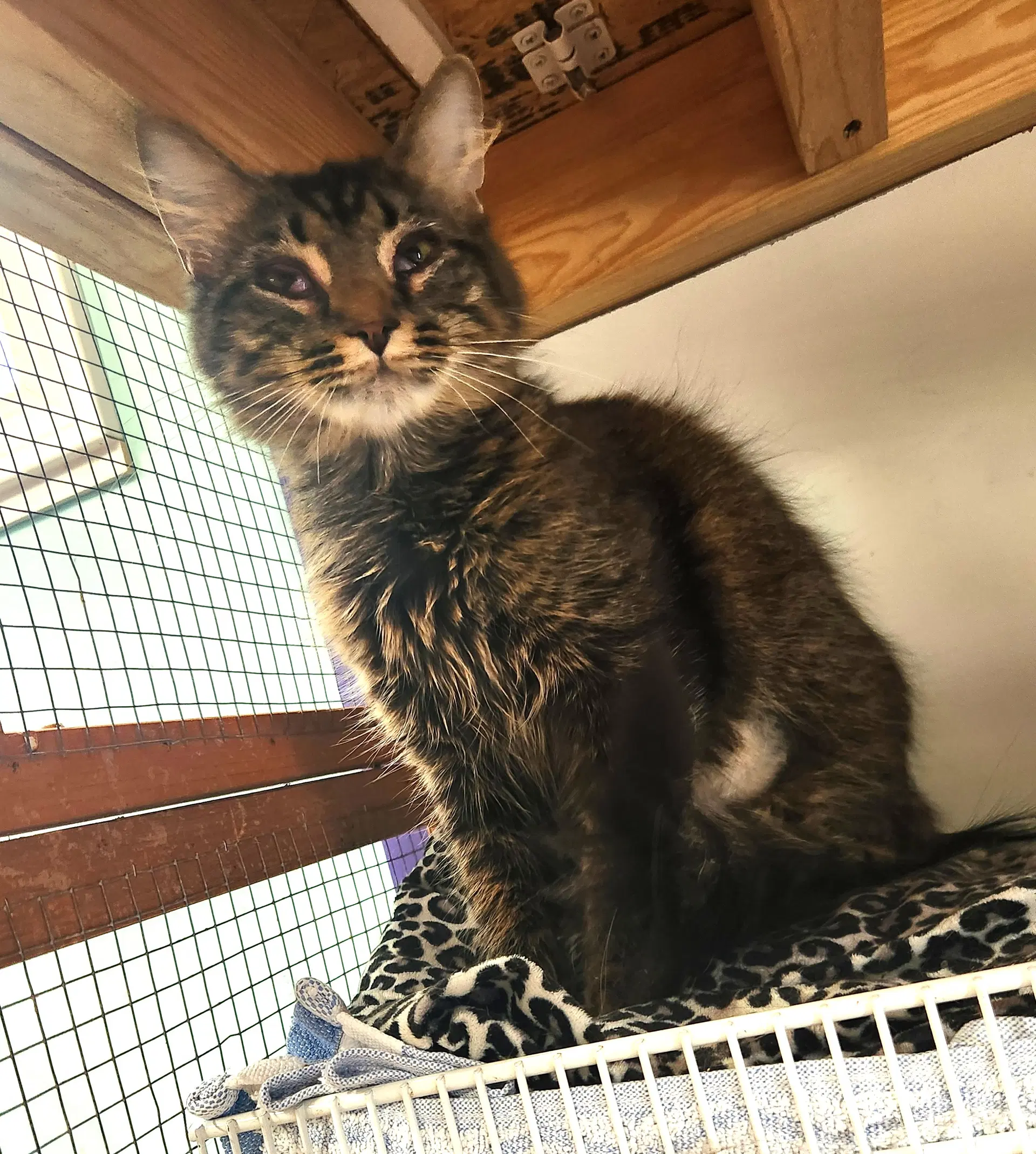 Scarlet - long haired brown tabby
