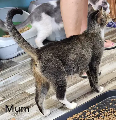 Mum image 4