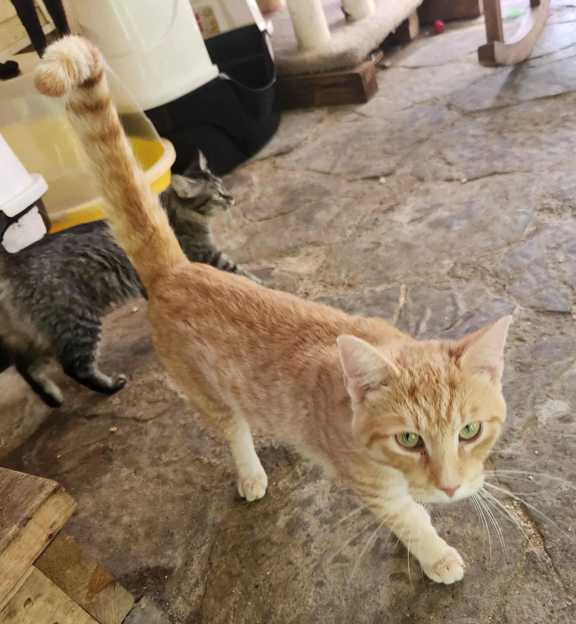 Tuffy - Domestic Short Hair