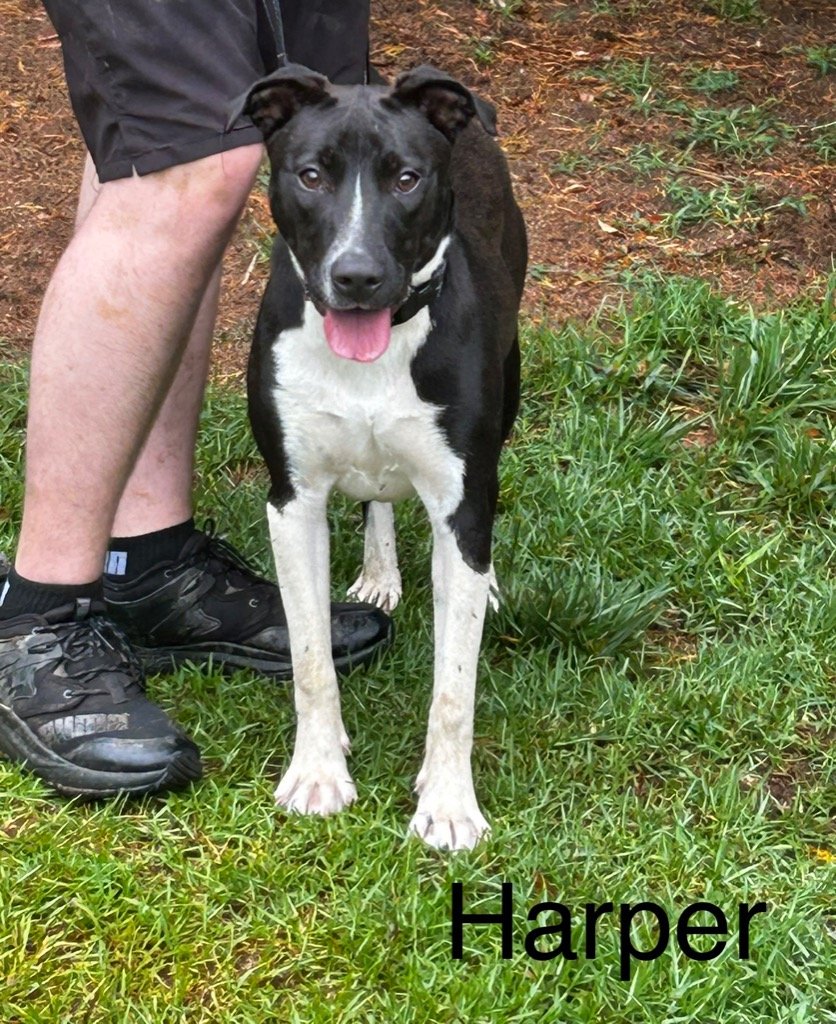 adoptable Dog in Rutherfordton, NC named Harper