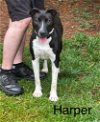 adoptable Dog in  named Harper