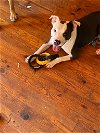 adoptable Dog in , NC named Duke (Courtesy Post)