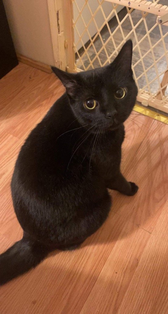 adoptable Cat in Rutherfordton, NC named Salem (Courtesy Post)