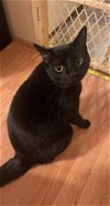 adoptable Cat in rutherfordton, NC named Salem (Courtesy Post)