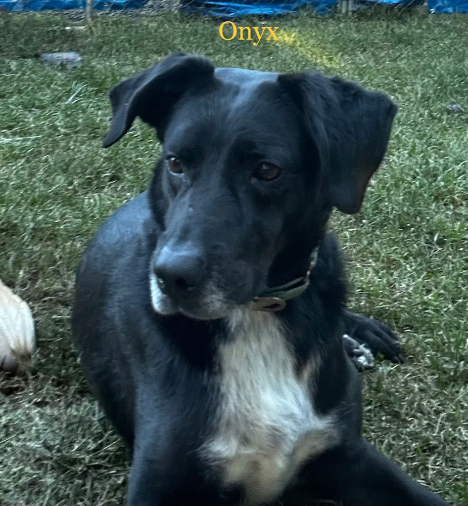 adoptable Dog in Rutherfordton, NC named Onyx