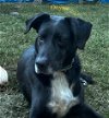 adoptable Dog in rutherfordton, NC named Onyx