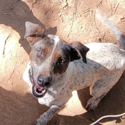 adoptable Dog in Rutherfordton, NC named Cookie (Courtesy Post)